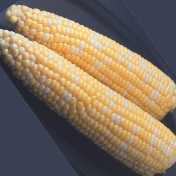 Ambrosia Sweet Corn Seed