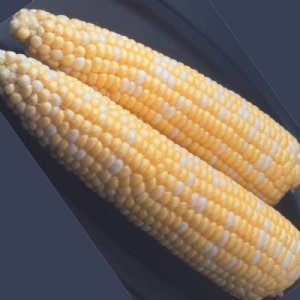 Ambrosia Sweet Corn Seed