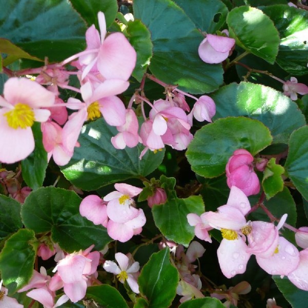 Baby Wing Pink - Green Leaf Begonia Seed
