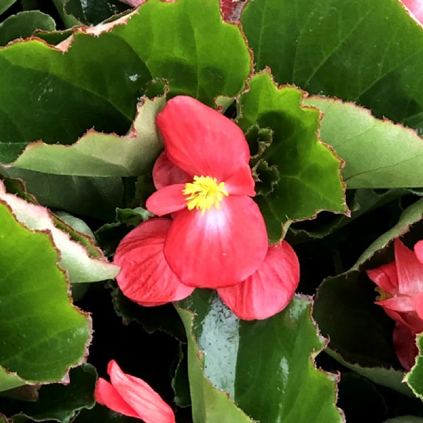Baby Wing Red - Green Leaf Begonia Seed