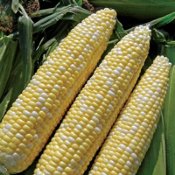 Bicolor Sweet Corn Seeds