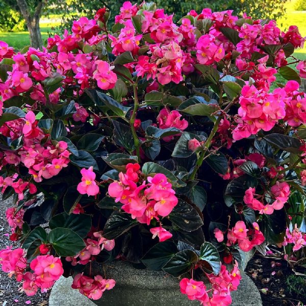 Big Bronze Leaf Rose Begonia Seed