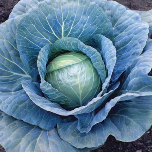 Blue Vantage Cabbage Seed