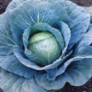 Blue Vantage Cabbage Seed