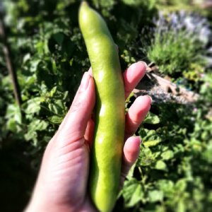 Broad Windsor Fava Lima Bean Seed
