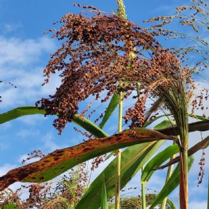 Broom Corn Multi-Color Ornamental Corn Seed