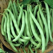 Bush Bean Seeds