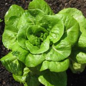 Butterhead Lettuce Seeds