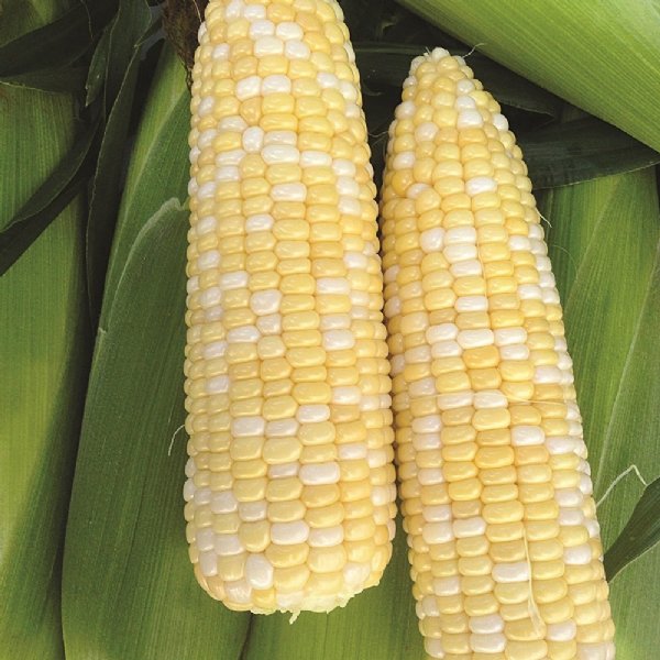 Cappuccino Sweet Corn Seed