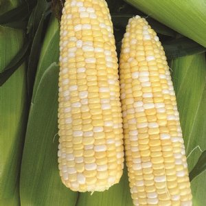 Cappuccino Sweet Corn Seed