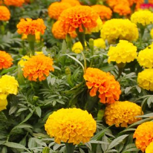 Crackerjack Mix Marigold Seed