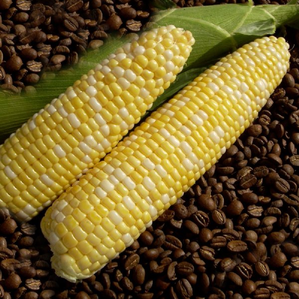 Cuppa Joe Sweet Corn Seed