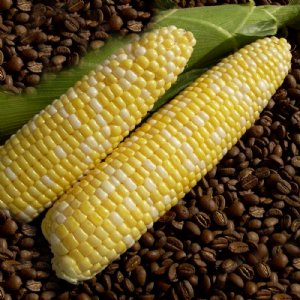 Cuppa Joe Sweet Corn Seed
