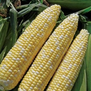 Delectable RM Sweet Corn Seed