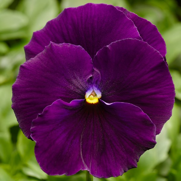 Delta Pro Clear Violet Pansy Seed