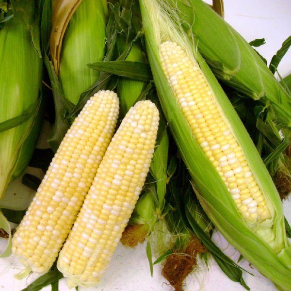 Espresso Sweet Corn Seed