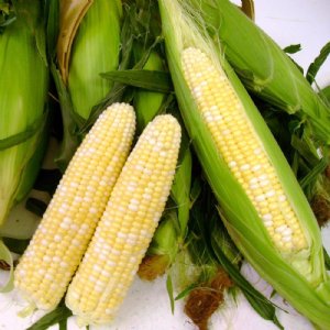 Espresso Sweet Corn Seed