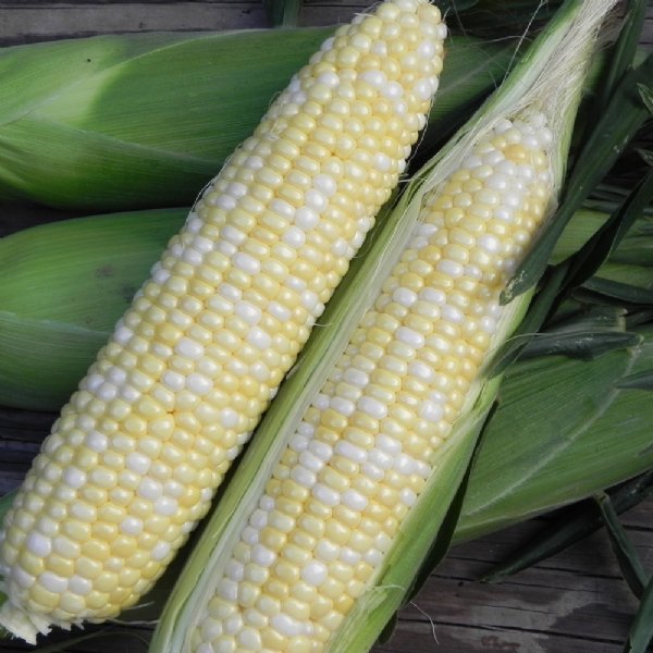 Essence Sweet Corn Seed
