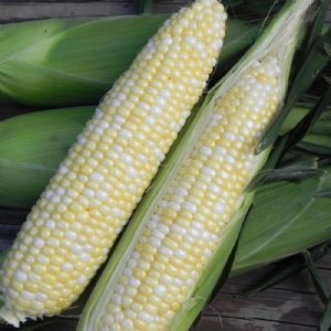 Essence Sweet Corn Seed