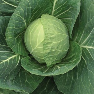 Fast Vantage Cabbage Seed
