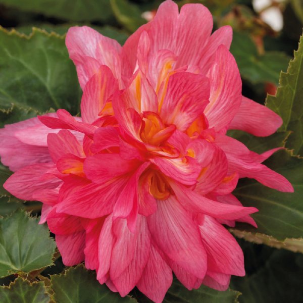 Funky Light Pink Begonia Seed 