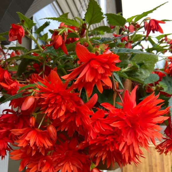 Funky Orange Begonia Seed