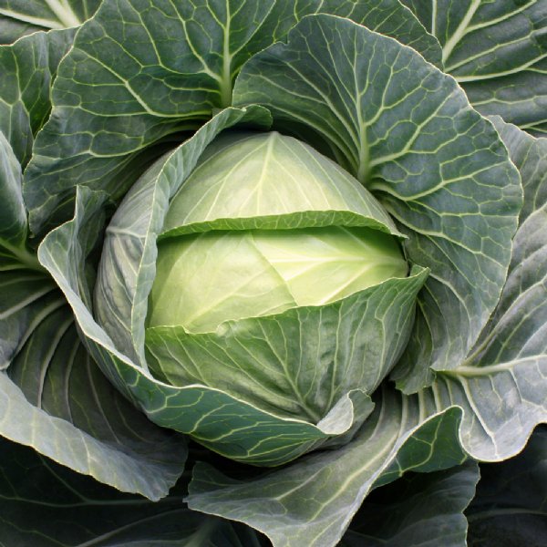 Grand Vantage Cabbage Seed