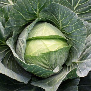 Grand Vantage Cabbage Seed