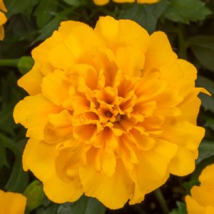 Happy Gold Marigold Seed