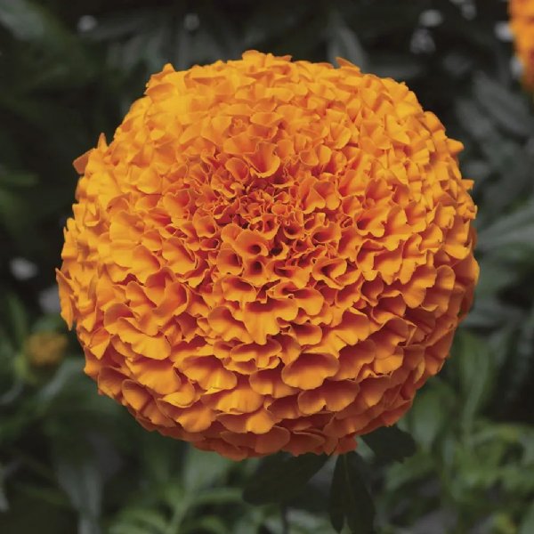 Inca II Deep Orange Marigold Seed