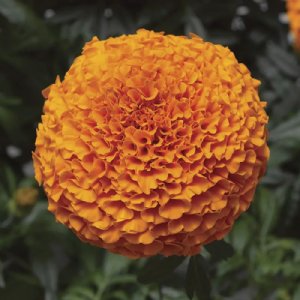 Inca II Deep Orange Marigold Seed