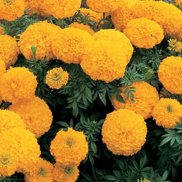 Inca II Gold Marigold Seed