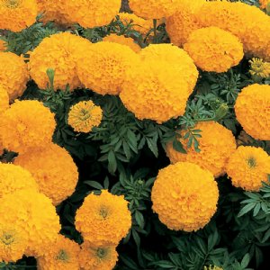 Inca II Gold Marigold Seed