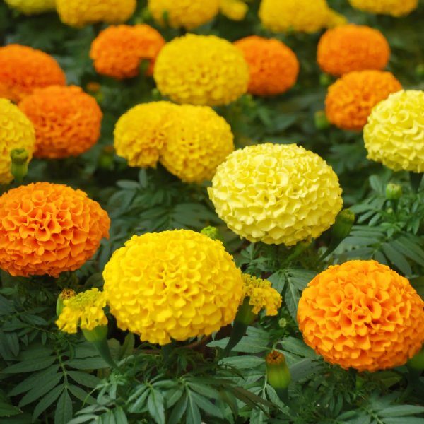 Inca II Mix Marigold Seed