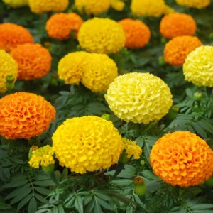 Inca II Mix Marigold Seed