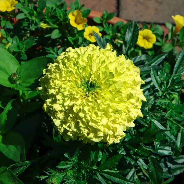 Inca II Primrose Marigold Seed