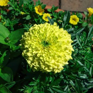 Inca II Primrose Marigold Seed
