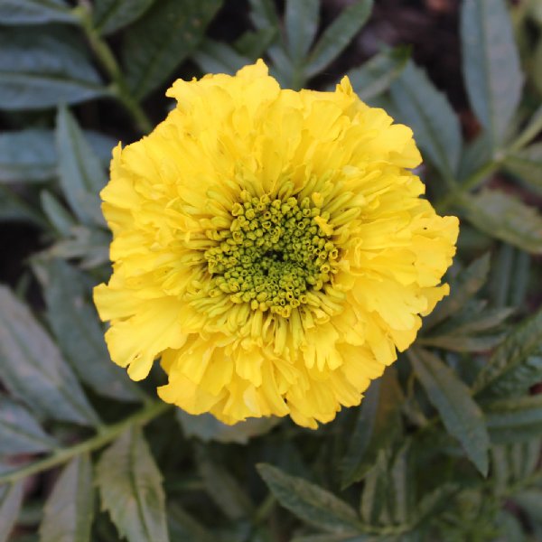 Inca II Yellow Marigold Seed