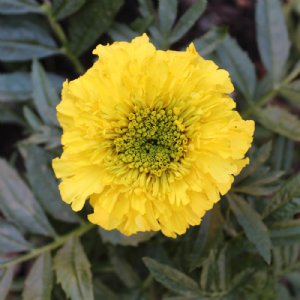 Inca II Yellow Marigold Seed