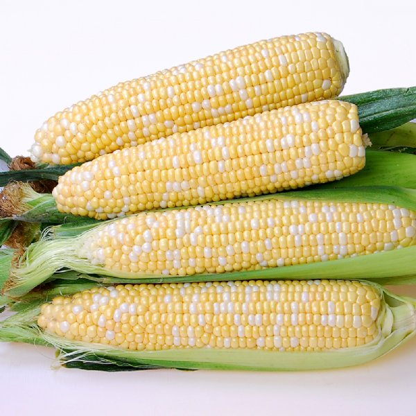 Inspiration Sweet Corn Seed