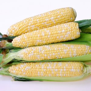 Inspiration Sweet Corn Seed