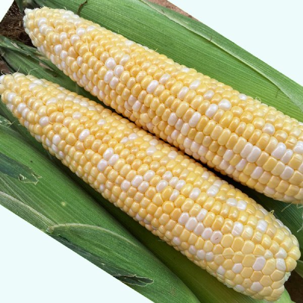 Jackpot Sweet Corn Seed