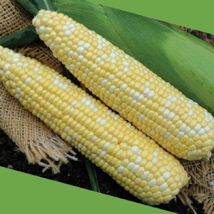 Kickoff XR Sweet Corn Seed
