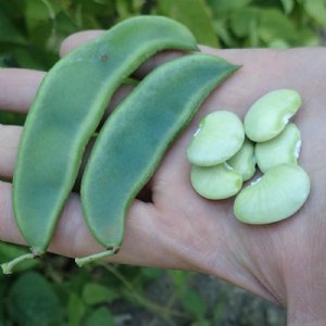 King of the Garden Lima Bean Seed