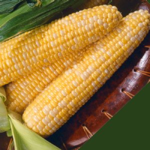 Kristine Sweet Corn Seed