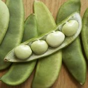 Lima Bean Seeds