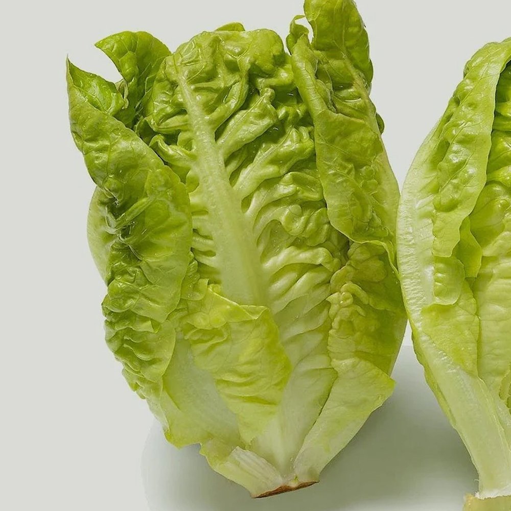 Buy Flame Lettuce Seeds | Premium Quality For Home Gardens