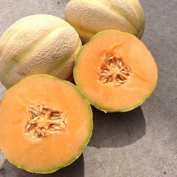Milan Cantaloupe Seeds