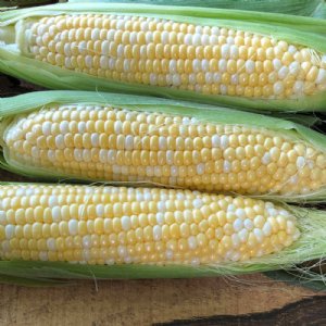 Momentum Sweet Corn Seed