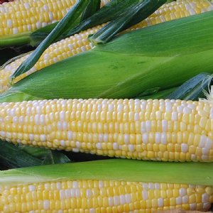 Nectar Sweet Corn Seed